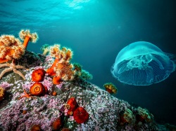 Подводные сады